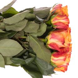 Rose orange Mariyo 70cm