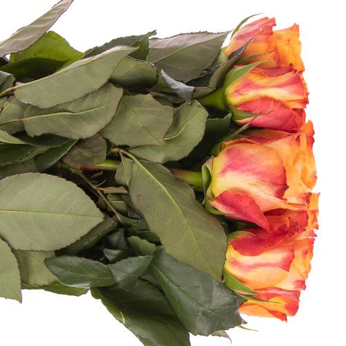 Rose orange Mariyo 70cm