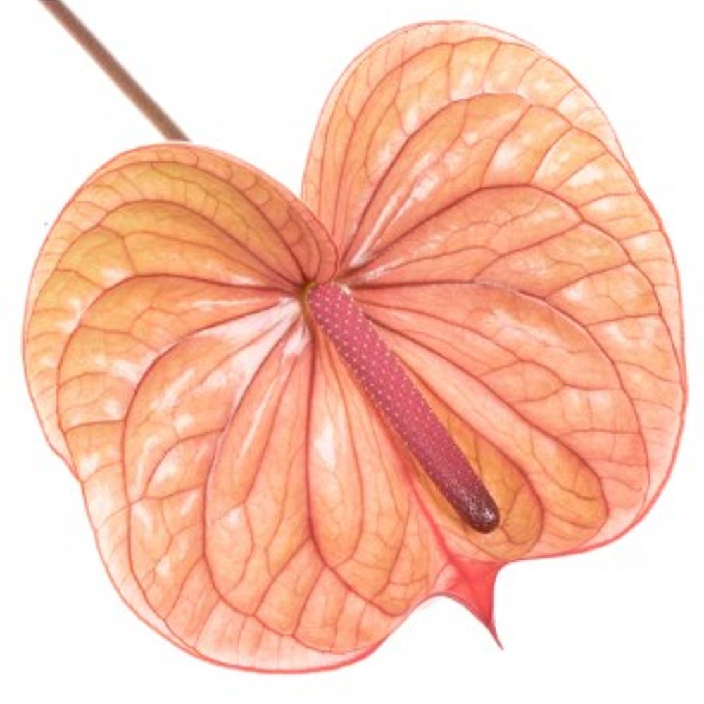Anthurium rosa Tequila Blüte 11cm