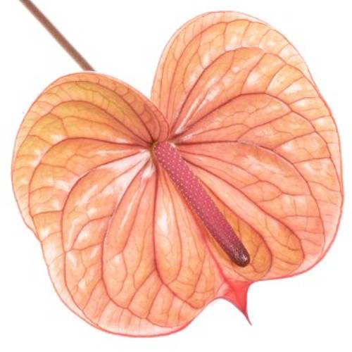 Anthurium rosa Tequila Blüte 11cm