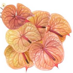 Anthurium rosa Tequila Blüte 11cm