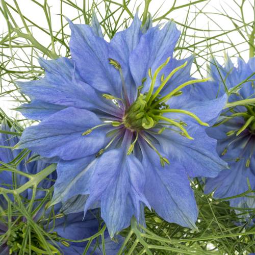 Nigella blau 55cm