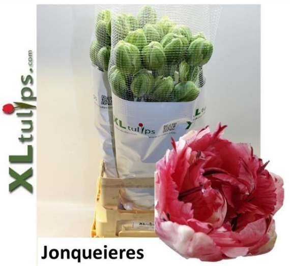 Franz.creme/rot Jonquieres 85 Gramm 65cm