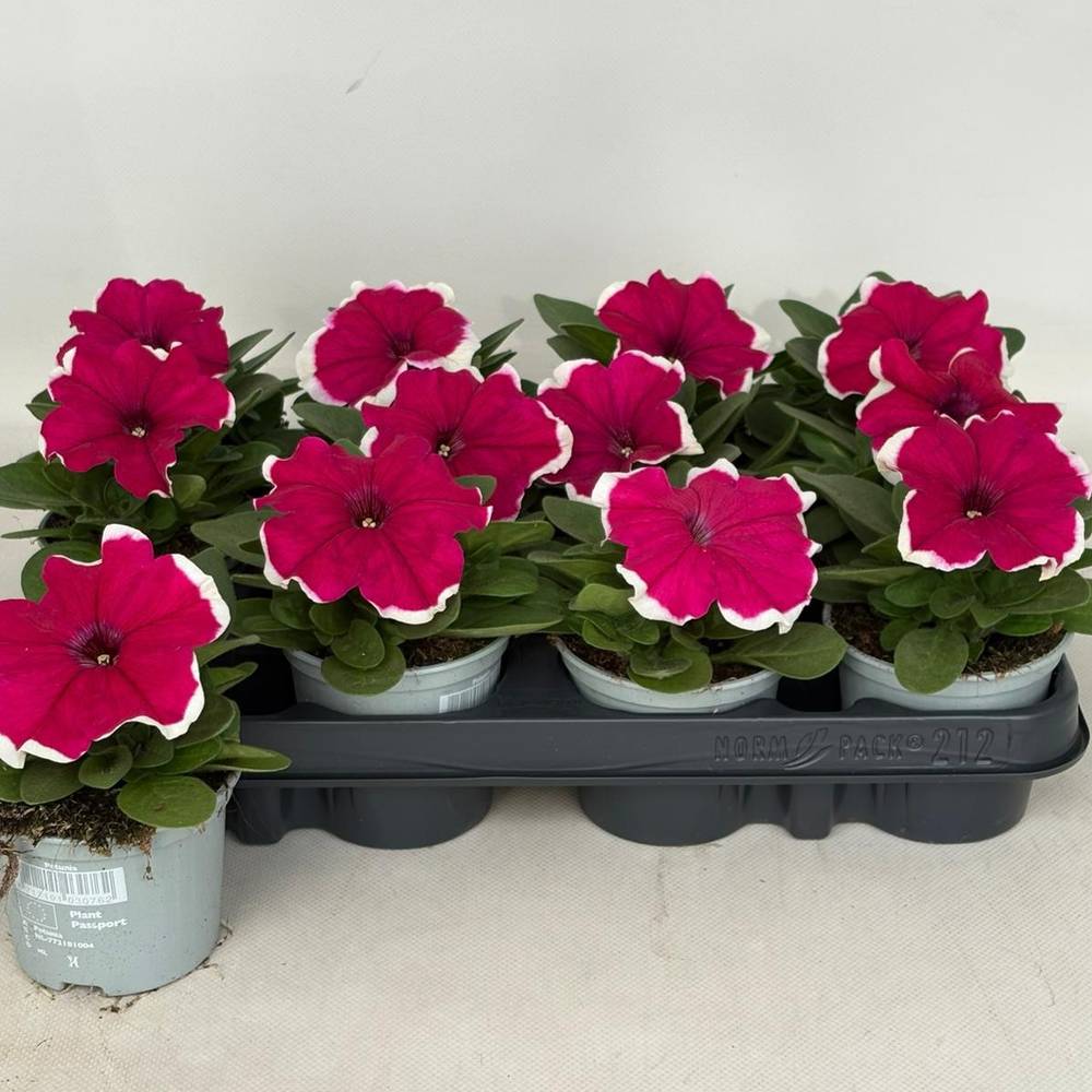 Petunia fuchsia/weiss Picotee T09 H015