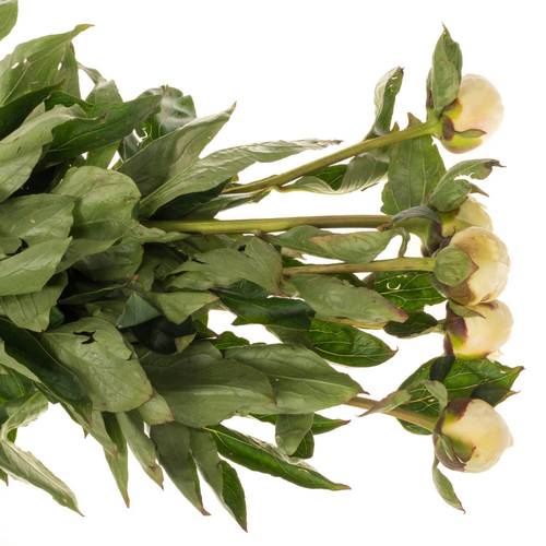 Pfingstrose creme/weiss gefüllt Bridal 55cm