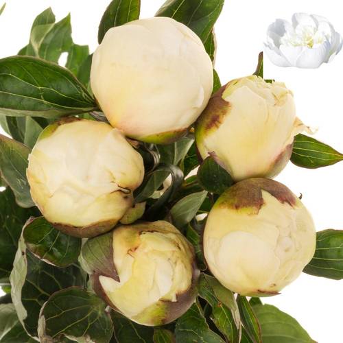 Pfingstrose creme/weiss gefüllt Bridal 55cm