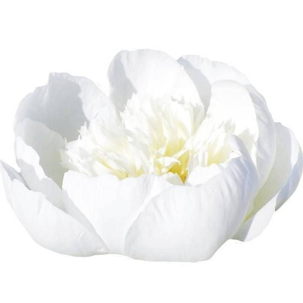 Pfingstrose creme/weiss gefüllt Bridal 55cm