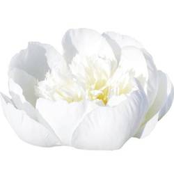 Pfingstrose creme/weiss gefüllt Bridal 55cm