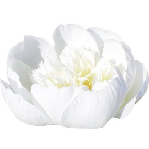 Pfingstrose creme/weiss gefüllt Bridal 55cm