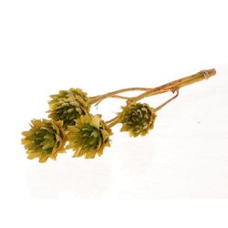 Trocken Plumosum grün L45cm x5
