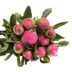 Pfingstrose pink Itoh 40cm