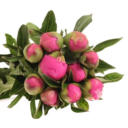 Pfingstrose pink Itoh 40cm