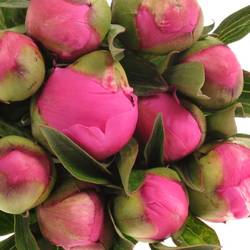 Pfingstrose pink Itoh 40cm