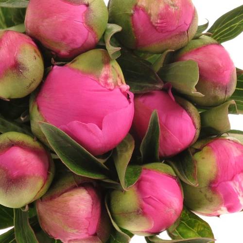 Pfingstrose pink Itoh 40cm