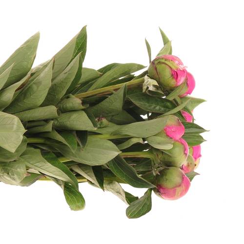 Pfingstrose pink Itoh 40cm