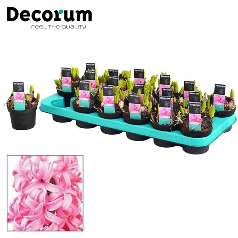 Hyazinthe rosa Multiflora T09 H015