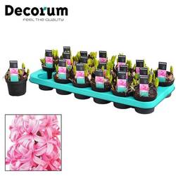 Hyazinthe rosa Multiflora T09 H015