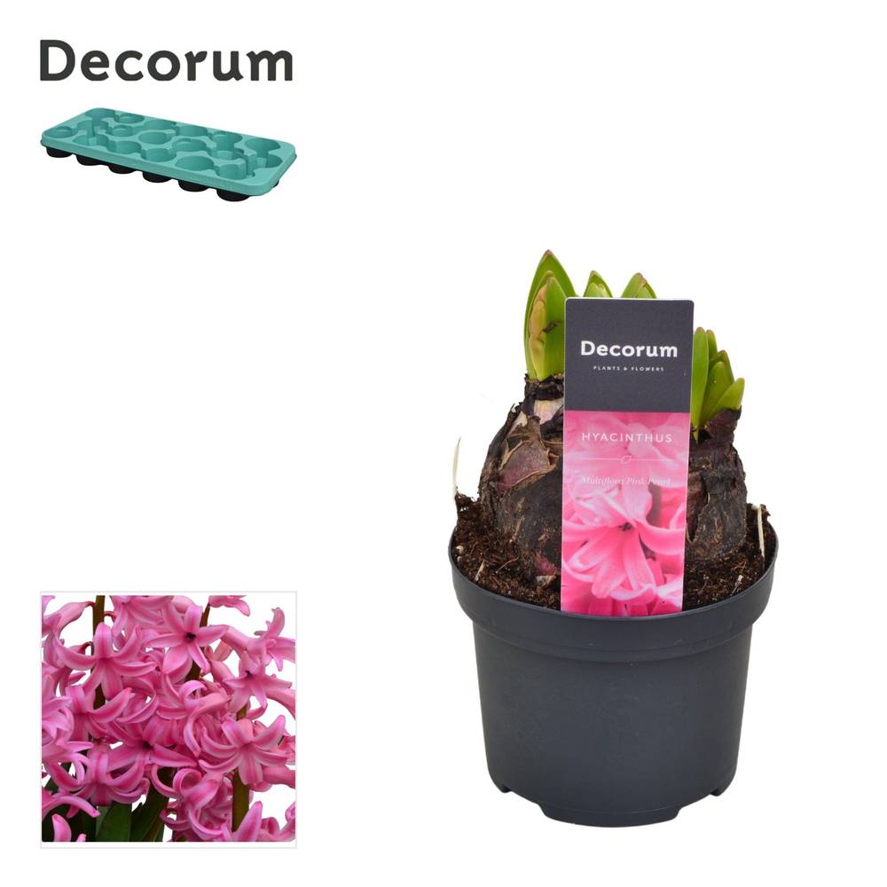 Hyazinthe rosa Multiflora T09 H015
