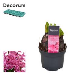 Hyazinthe rosa Multiflora T09 H015