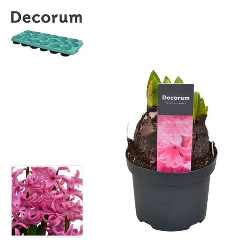 Hyazinthe rosa Multiflora T09 H015