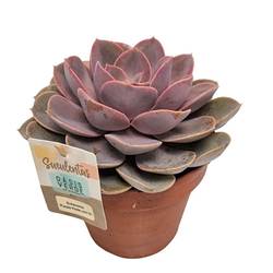 Echeveria Perle von Nurnberg T14 H025