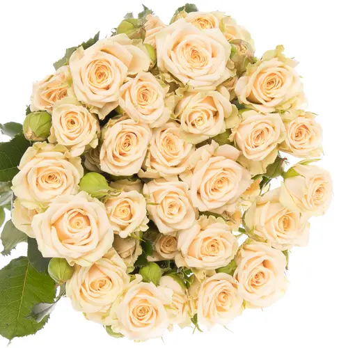 Rose verzweigt creme Tanja 7+Blüte 80cm