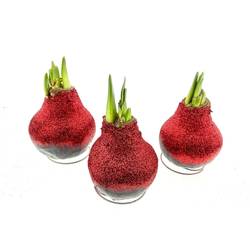 Amar.Bol Wachs rot Bio Glitzer rote Bl. 32cm H015