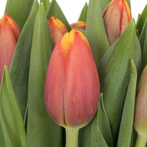 Tulpe orange/gelb Tropicana 44 Gramm