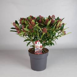 Skimmia Jap.Rubella 25+ T23 H050