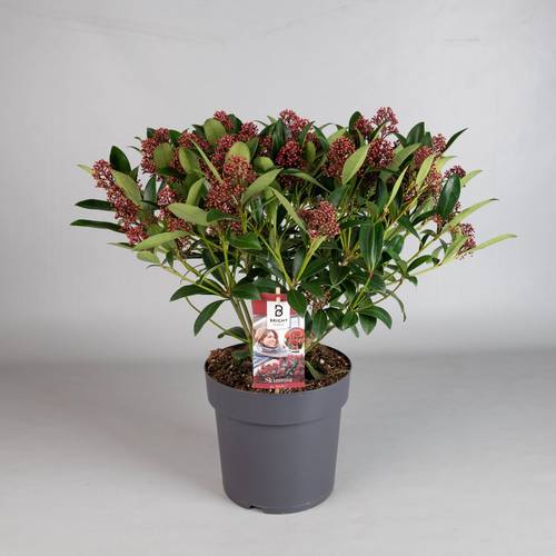 Skimmia Jap.Rubella 25+ T23 H050