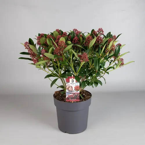 Skimmia Jap.Rubella 25+ T23 H050