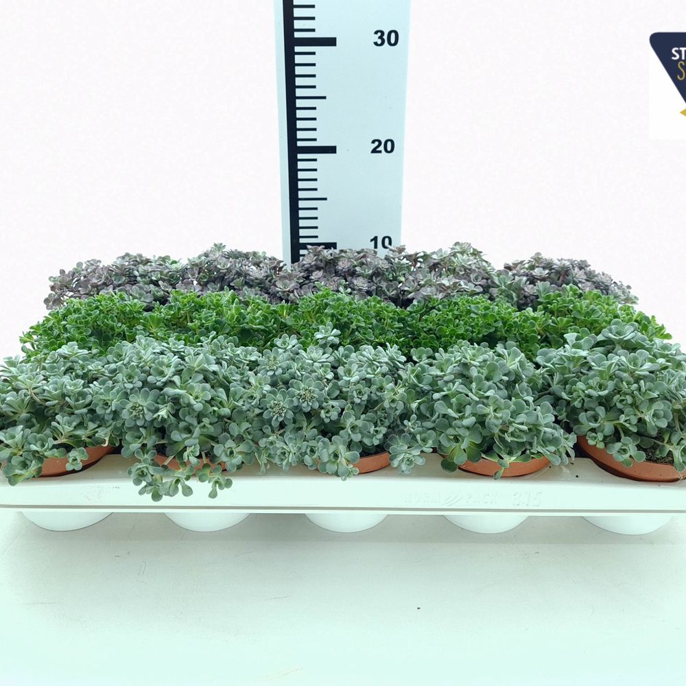 Sedum Spath mix T10,5 H15