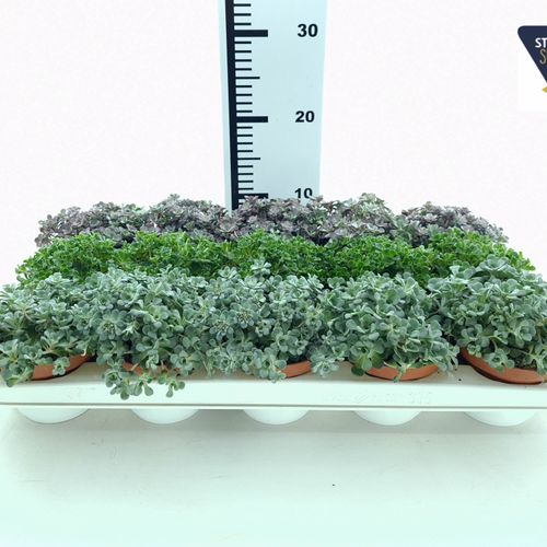 Sedum Spath mix T10,5 H15