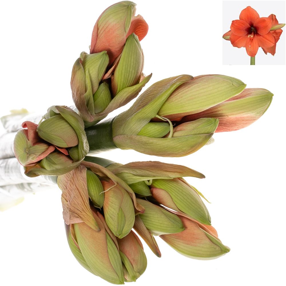 Amaryllis orange Horizon 
