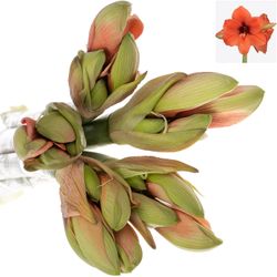 Amaryllis orange Horizon 