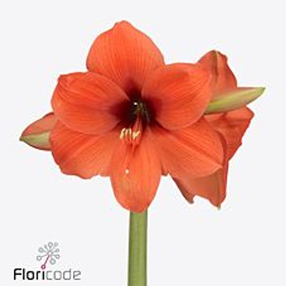Amaryllis orange Horizon 