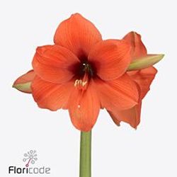 Amaryllis orange Horizon 