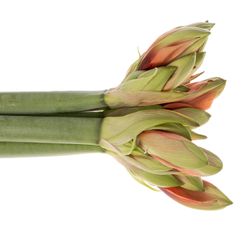 Amaryllis orange Horizon 