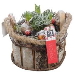 Hyac.Arr PTHCH6734 weisse Bl. Weihnachten T18 H019