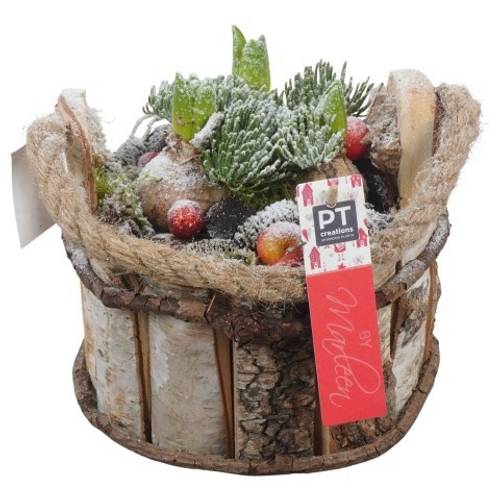 Hyac.Arr PTHCH6734 weisse Bl. Weihnachten T18 H019