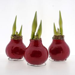 Amar.Bol Wachs Super rot rote Bl. H15