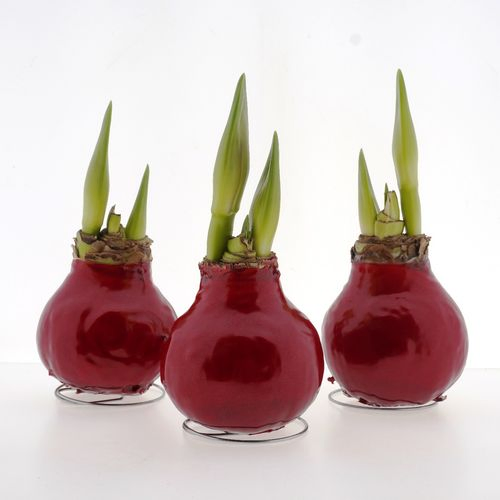 Amar.Bol Wachs Super rot rote Bl. H15