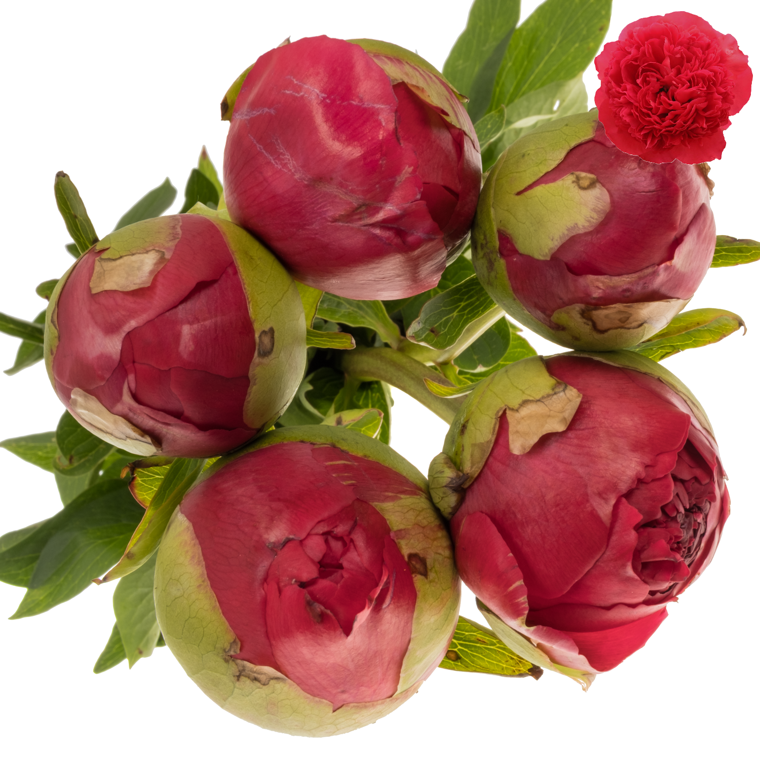 Pfingstrose fuchsia gefüllt Performance extra 60cm