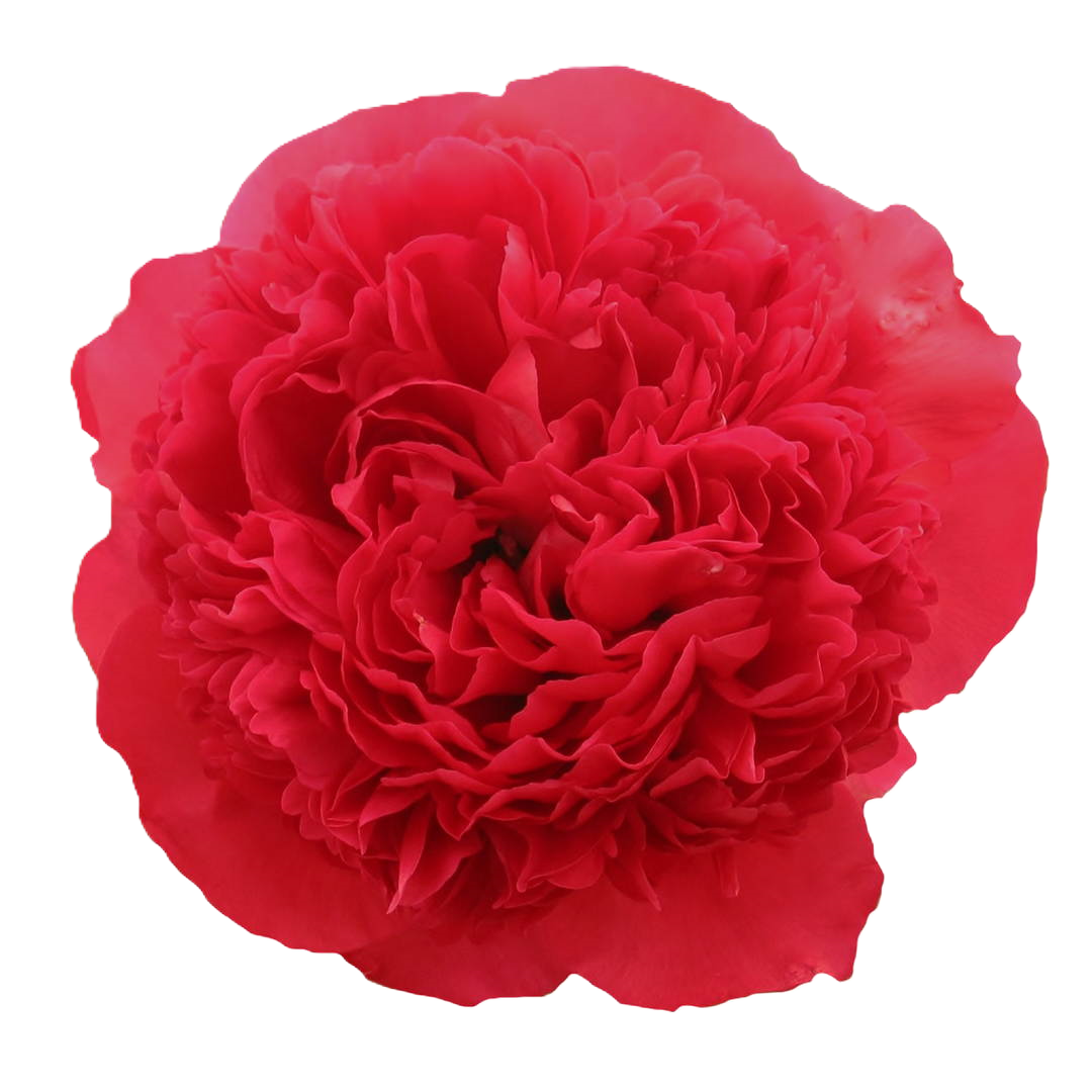 Pfingstrose fuchsia gefüllt Performance extra 60cm