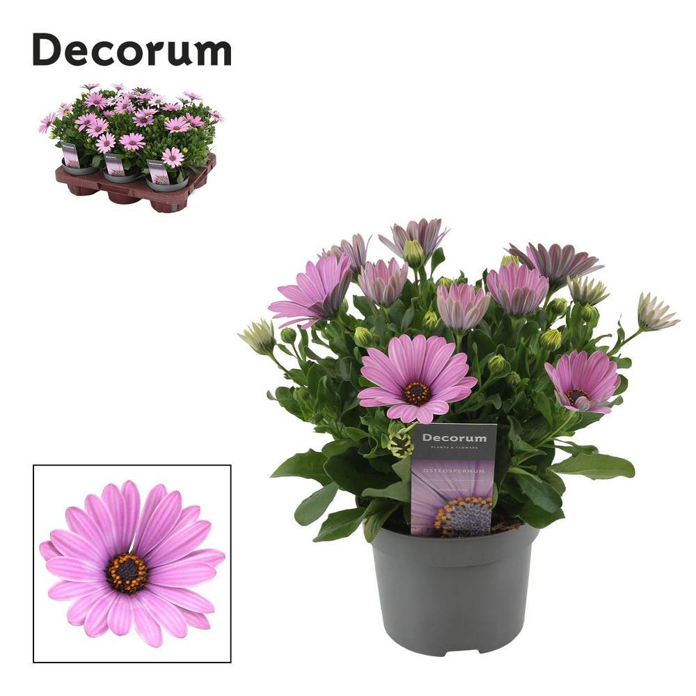 Osteospermum rosa Daisy Antique Rose T12 H024