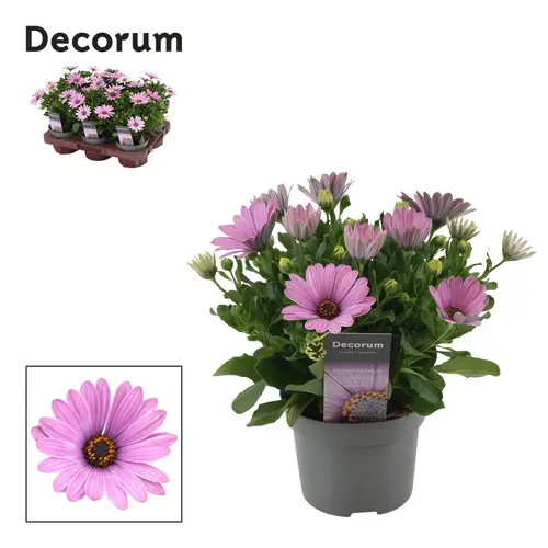 Osteospermum rosa Daisy Antique Rose T12 H024