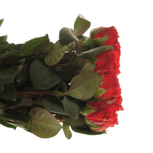 Rose rot El Toro 40cm