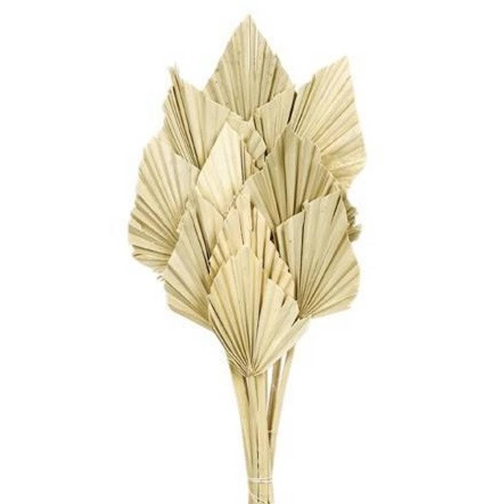 Trocken Palm Spear hell braun L50cm x10 