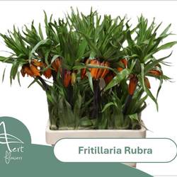 Fritilaria orange Maxima 75cm
