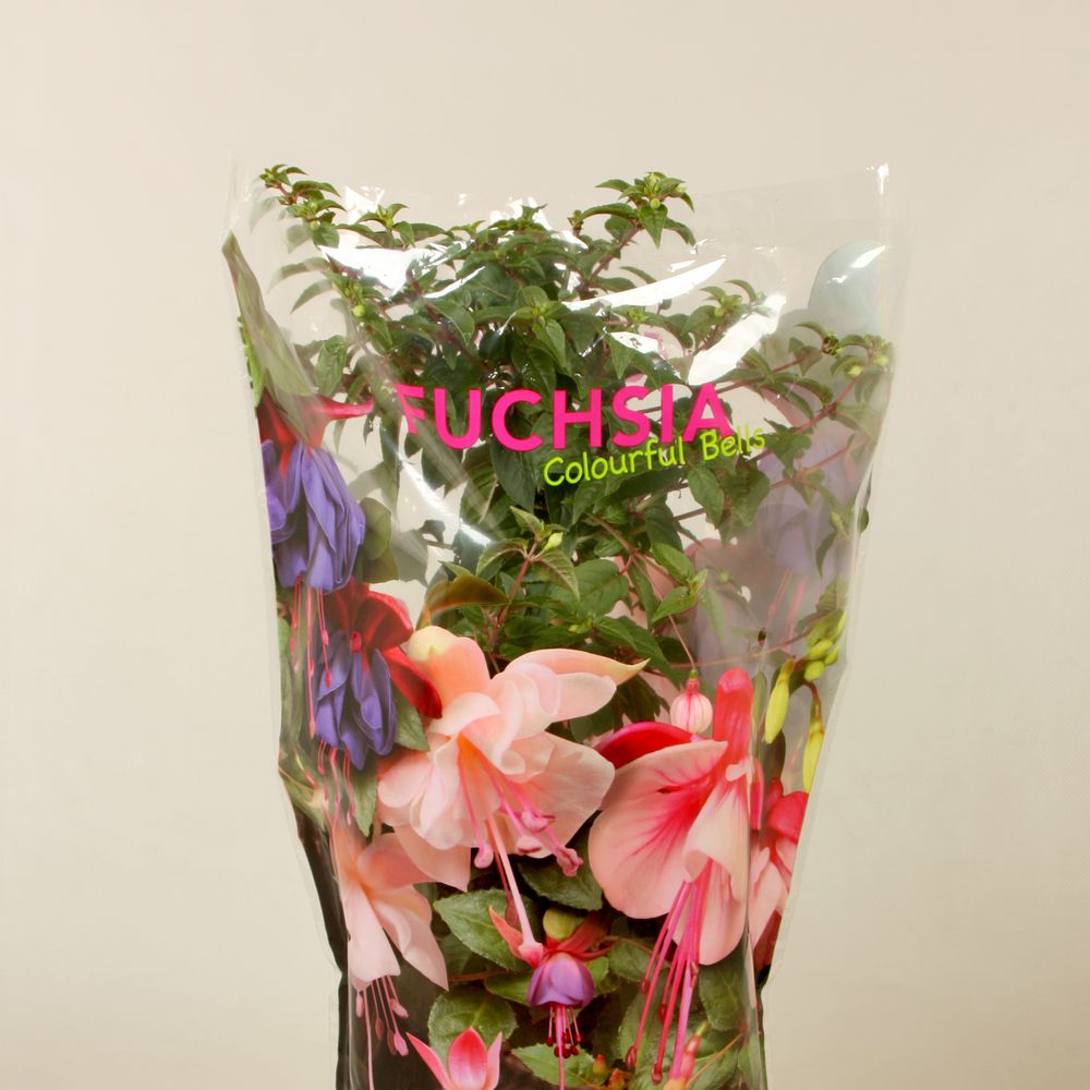 Fuchsia mix Stamm T19 H075